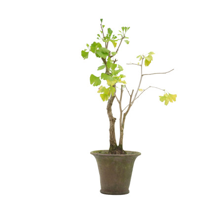 GINKGO E5