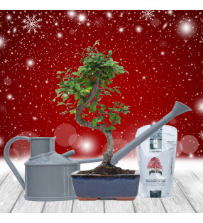 PACK ZELKOVA 6 AÑOS + REGADERA + HIRYOGOLD MANTENIMIENTO...