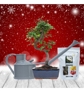 PACK ZELKOVA 6 AÑOS + REGADERA + BIOGOLD 240g