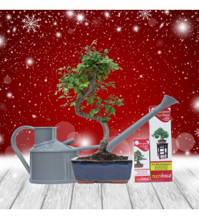 PACK ZELKOVA 6 AÑOS + REGADERA + NUTRIBONSAI + VITABONSAI