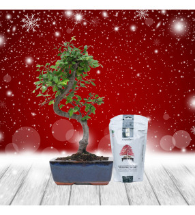 PACK ZELKOVA 6 AÑOS + HIRYOGOLD MANTENIMIENTO 350g