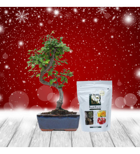 PACK ZELKOVA 6 AÑOS + BIOGOLD 240g