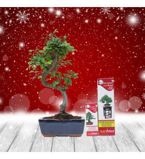 PACK ZELKOVA 6 AÑOS + NUTRIBONSAI + VITABONSAI