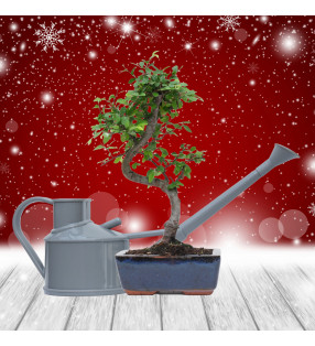 PACK ZELKOVA 6 AÑOS + REGADERA