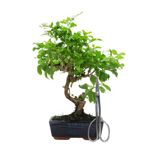 DURANTHA REPENS 15956