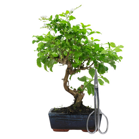 DURANTHA REPENS 15956