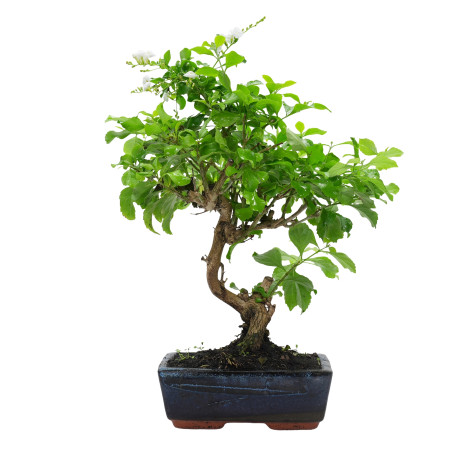 DURANTHA REPENS 15956