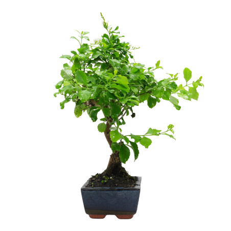 DURANTHA REPENS 15956