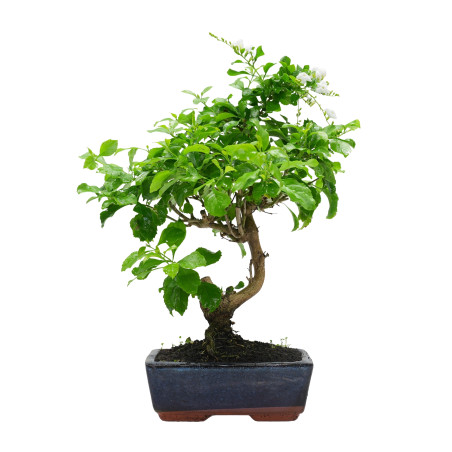 DURANTHA REPENS 15956