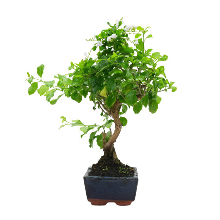 DURANTHA REPENS 15956