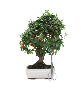 PYRACANTHA 15975
