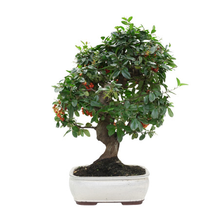 PYRACANTHA 15975