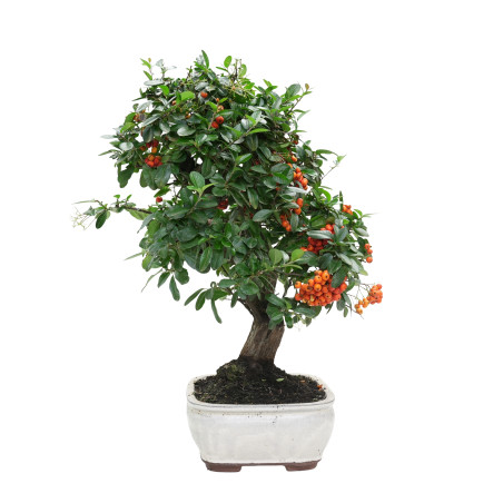 PYRACANTHA 15975