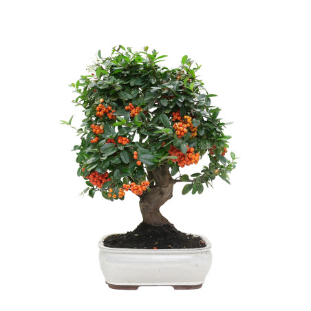 PYRACANTHA 15975