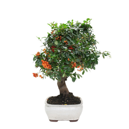 PYRACANTHA 15975
