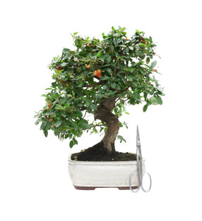 PYRACANTHA 15976