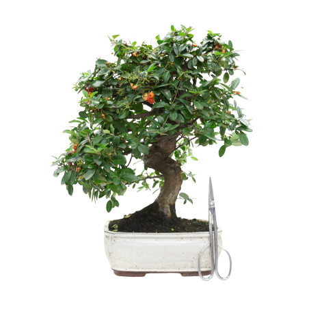 PYRACANTHA 15976