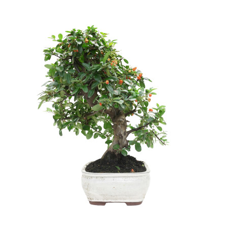 PYRACANTHA 15976