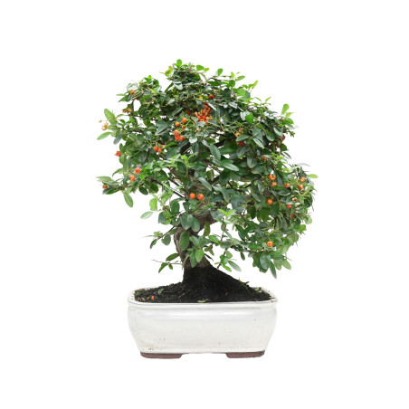 PYRACANTHA 15976