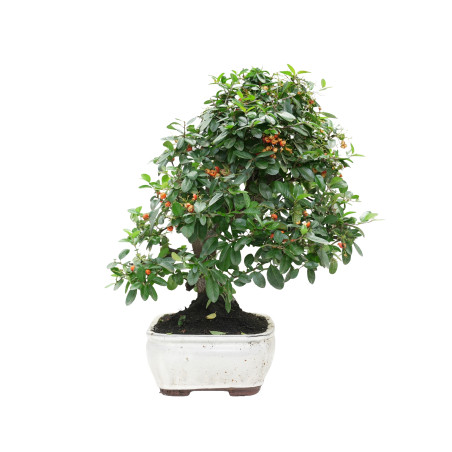 PYRACANTHA 15976
