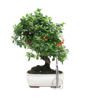 PYRACANTHA 15977