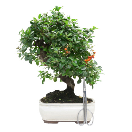PYRACANTHA 15977