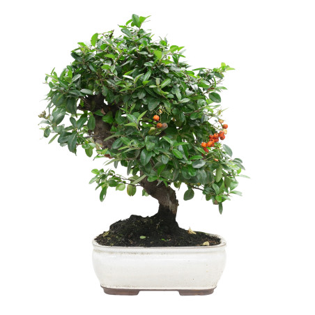 PYRACANTHA 15977
