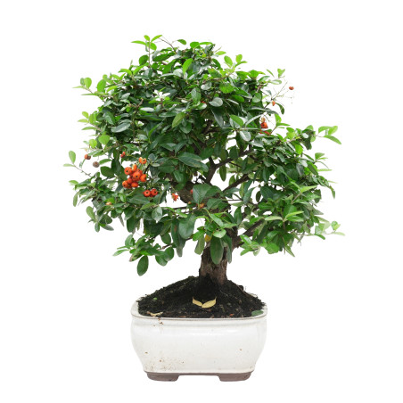 PYRACANTHA 15977