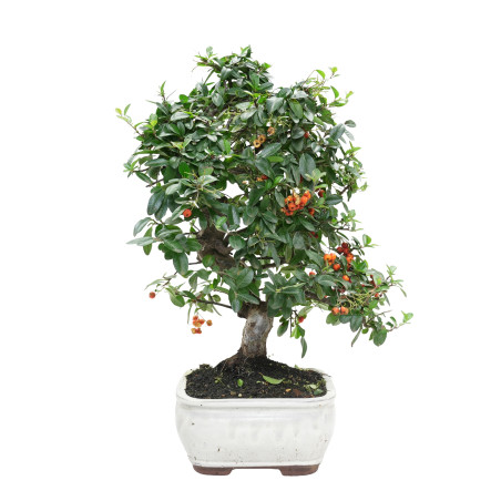 PYRACANTHA 15978