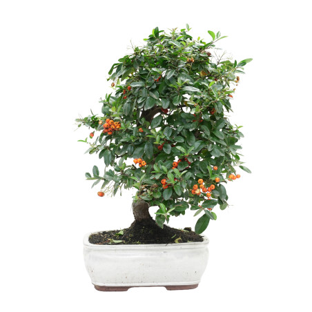 PYRACANTHA 15978