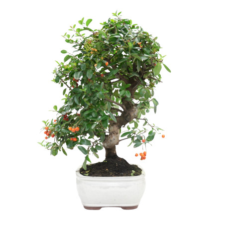 PYRACANTHA 15978