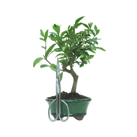 GARDENIA JASMINOIDES 15962