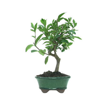 GARDENIA JASMINOIDES 15962