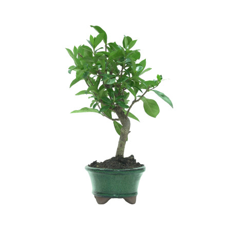 GARDENIA JASMINOIDES 15962