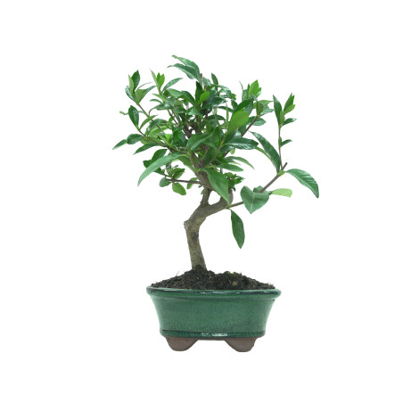 GARDENIA JASMINOIDES 15962