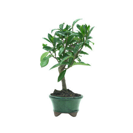 GARDENIA JASMINOIDES 15962