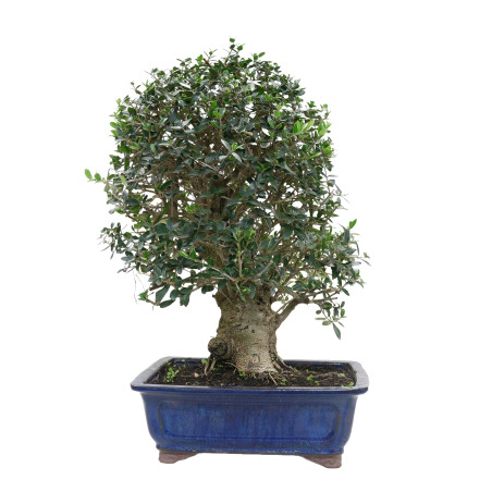 OLIVO SILVESTRE 16009