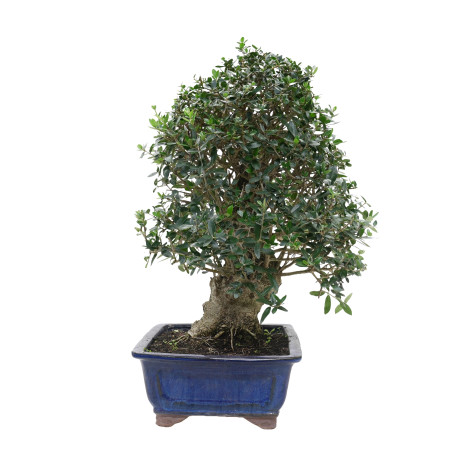 OLIVO SILVESTRE 16009