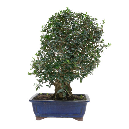 OLIVO SILVESTRE 16009