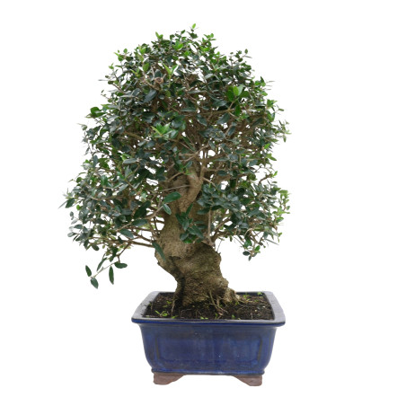 OLIVO SILVESTRE 16009