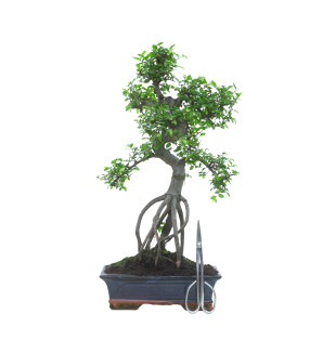 OLMO 16018