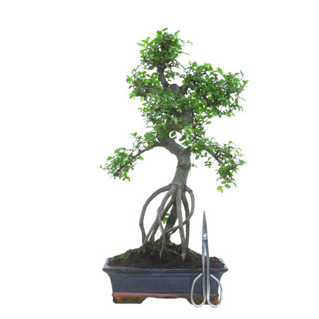 OLMO 16018
