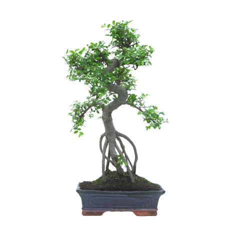 OLMO 16018
