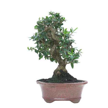 OLIVO SILVESTRE 16022