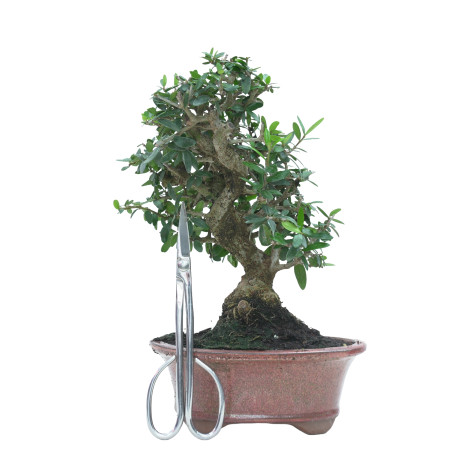 OLIVO SILVESTRE 16022