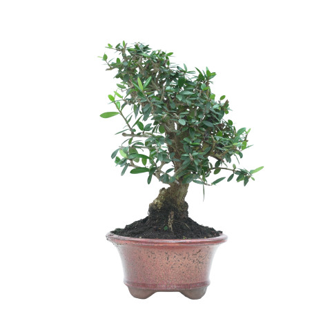 OLIVO SILVESTRE 16022