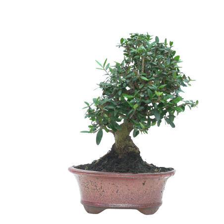 OLIVO SILVESTRE 16022