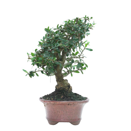 OLIVO SILVESTRE 16022