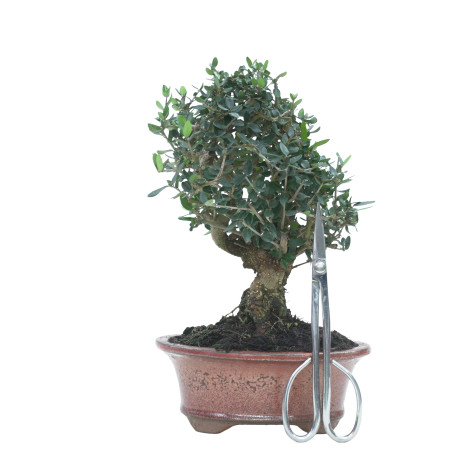 OLIVO SILVESTRE 16024