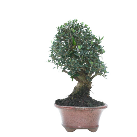 OLIVO SILVESTRE 16024